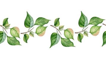 Branch of apricot tree with leaves in watercolor on seamless banner isolated. Apple tree branch hand drawn on repeating border. Element for wedding invitation, card, packaging, label product. vector