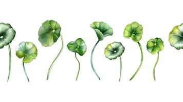 Centella asiatica illustration in watercolor on seamless boarder isolated. Pennywort, gotu kola hand drawn in botanical style. Centella various plant in repeat pattern. Border for package, textile. vector