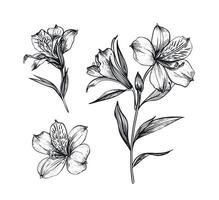 astroemeria set hand drawn. vector