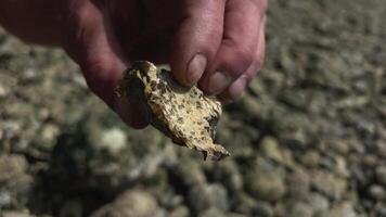 old man's hand on rocks finds oyster shell Starfish and shell in hand video
