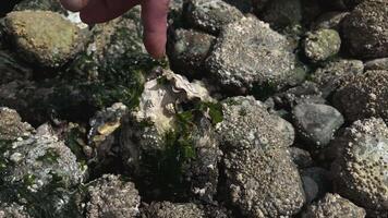 old man's hand on rocks finds oyster shell shallow depth of field shows a gentle ebbing tide slowly moving seaweed against barnacle covered rocks in Scotland. video