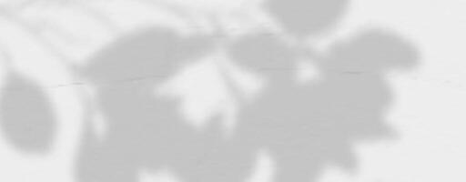 Shadow of plants and branches on a white concrete wall. vector