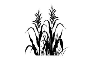 Corn Crops Silhouette isolated on a white background vector