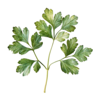 Parsley Sprig on Transparent Background, Ideal for Design Projects png