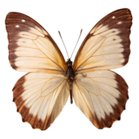 Cream and brown butterfly with detailed wings, symmetrical pattern, isolated on a transparent background. Concept of nature and insects png