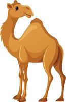 A camel standing on a white background vector