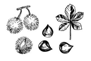Illustration with Chestnuts nuts. Hand drawn sketch with chestnut plant, fruits and leaf on isolated background. Design for logo, template, card, print, paper, label. Organic product, food vector
