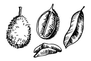 Illustration of durian fruit and leaf on isolated background. Hand drawn tropical berry with prickly shell native to Malaysia. Whole and half exotic plant and creamy pulp. Design for sign vector