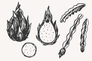 Illustration of Pattaya plant on isolated background. Hand drawn set with exotic whole and half of juicy cactus Dragon fruit. Healthy food and ingredient. Design for label, print, paper vector