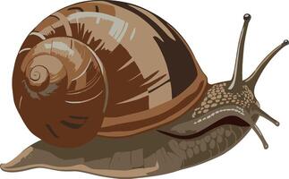 A snail is moving on a white background vector