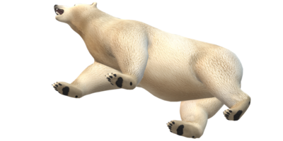 Sleeping Polar Bear isolated on a Transparent Background png