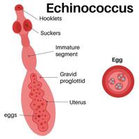 Echinococcus is a genus within Cestoda. vector