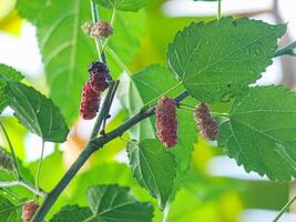 A bunch of small berries on a tree branch photo