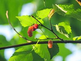 A branch with berries on it photo
