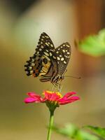 A butterfly is sitting on a flower photo