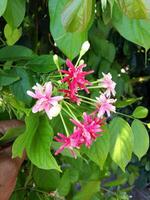 Closeup view of Combretum indicum, commonly known as the Rangoon creeper or Burma creeper, a vine with red flower clusters which is native to tropical Asia photo