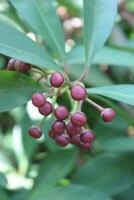 Ardisia elliptica is an evergreen tree, also known as the shoebutton ardisia, duck's eye and coralberry photo