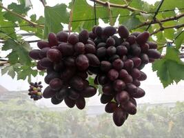 Some clusters of organic grapes hanging on the tree. A type of berry with woody vine commonly cultivated for wine, or eating as a table grape, fresh or dried photo