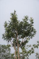Low angle view of Melaleuca leucadendra, commonly known as weeping paperbark, long-leaved paperbark or white paperbark, a plant that can be extracted for its essential oils. photo