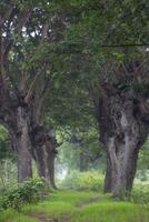A path flanked by Samanea saman trees, a species of flowering tree in the pea family, Fabaceae, also known as saman, rain tree and monkeypod. photo