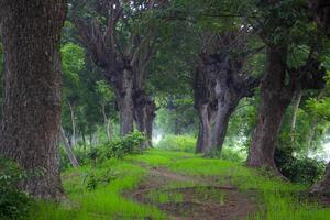 A path with green grass flanked by Samanea saman trees, a species of flowering tree in the pea family, Fabaceae, also known as saman, rain tree and monkeypod. photo