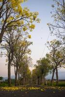 A quiet road with tabebuya trees on the side of the road in the morning. Beautiful blooming Handroanthus chrysotrichus or Tabebuia chrysotricha, commonly known as Tabebuya or the golden trumpet tree. photo