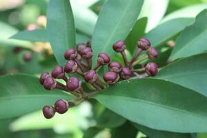 Ardisia elliptica is an evergreen tree, also known as the shoebutton ardisia, duck's eye and coralberry photo