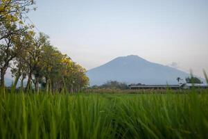 Beautiful view of agricultural field with blooming tabebuya flowers and Mount Arjuno in the background, a stratovolcano in East Java, Indonesia. photo
