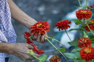 Close up of farmer hand and florist is working in the farm while cutting zinnia flowers using secateurs for cut flower business in the farm for agriculture industry photo