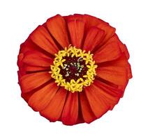 Top view of isolated orangy red zinnia flower cut out on white background for summer season and graphic design usage photo