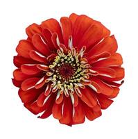 Top view of isolated double petal orange red zinnia flower cut out on white background for summer season and graphic design usage photo