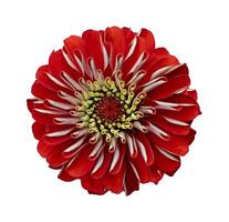 Top view of isolated orange red zinnia flower cut out on white background for summer season and graphic design usage photo