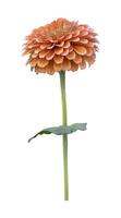 Isolated orange pink zinnia flower with stem cut out on white background for summer season and graphic design concept photo