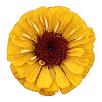 Top view of single petal isolated yellow zinnia flower cut out on white background for summer season and graphic design concept photo