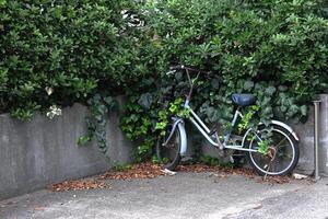 lonely old bicycle parked in ivy greenery photo