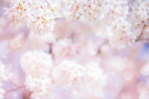 Cherry blossom flower in spring for background or copy space for text photo