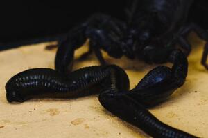Scorpion with a leech in terrarium. Black scorpion is a poisonous arthropod and bloodsucking leech. photo