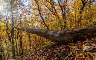 Beautiful autumn forest in mountains of Crimea. A leaffall in the woods. photo