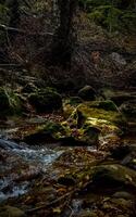 Mountain small river in forest with rapids and waterfalls. A forest creek. photo