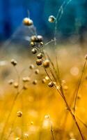 Dry grass in a clearing in the woods. nature of Crimea. photo