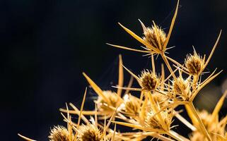 Grass and flowers in forest on the clearing and under the trees. photo