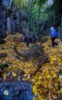 forest path strewn with leaves. Hiking in the woods. photo