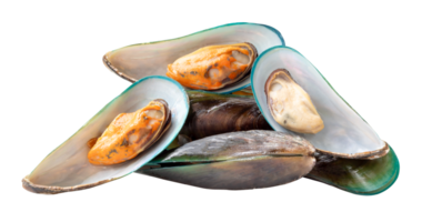 Group of delicious cooked green mussels in stack isolated with clipping path in file format png