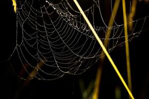 Catching a spider net in grass against the sunset. Beautiful nature in the field and the web. photo