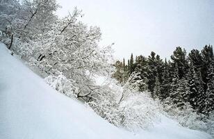 Snow and frost on tree branches and on grass. Winter in Sayan, nature Russia. photo