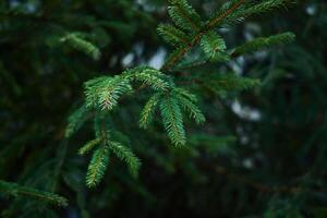 A CloseUp View of an Evergreen Branch Featuring Its NeedleLike Leaves in Nature photo