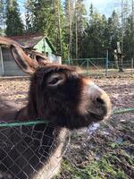 A Curious Donkey Posing in a Beautiful Farm Setting, Surrounded by Lush Nature and Scenery photo