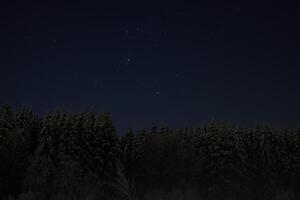 Starlit Night Above a Dense Pine Forest Creating a Magical and Mystical Atmosphere photo
