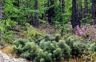 Forest nature near the ground. Vegetation in mountain taiga. photo