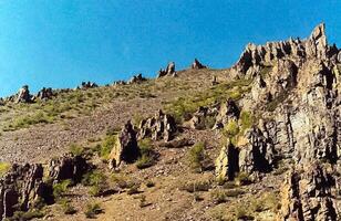 mountains of the sayans. The nature of the mountains is sayan. Vegetation in the mountains photo